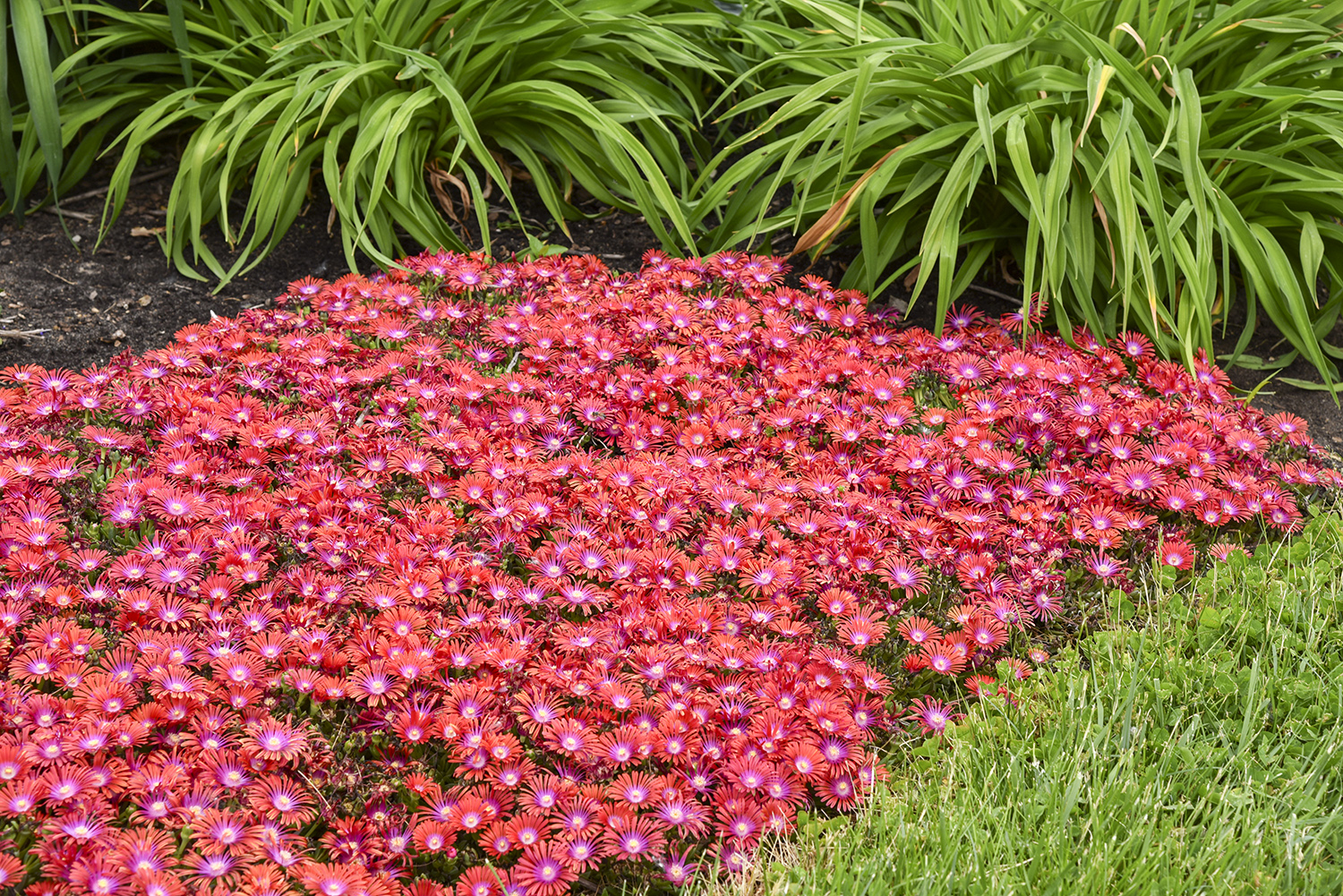 Delosperma